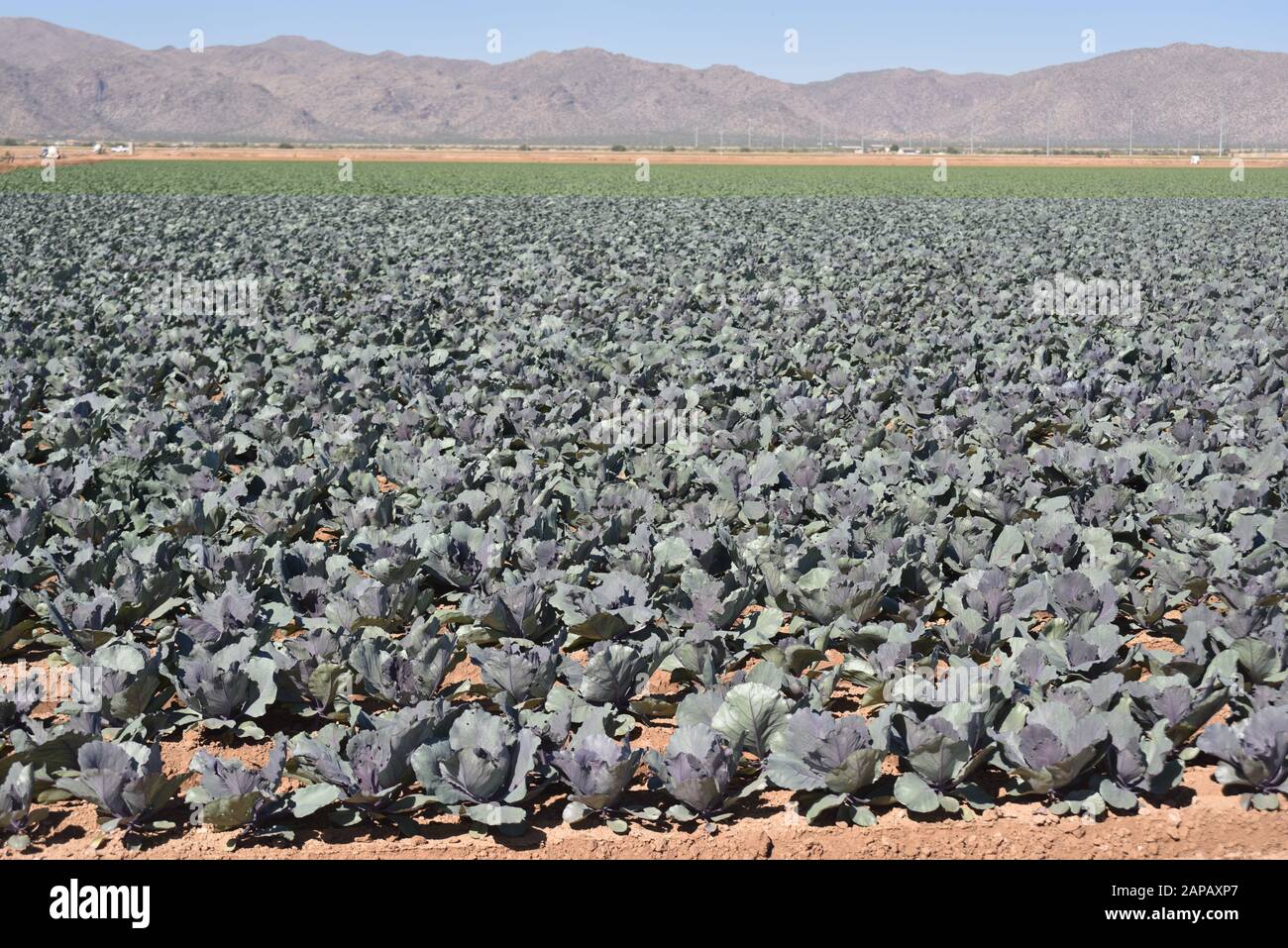 Tolleson, AZ., USA, 7. März 2019. Arizona-Grünkohl bereit für die Ernte. Stockfoto