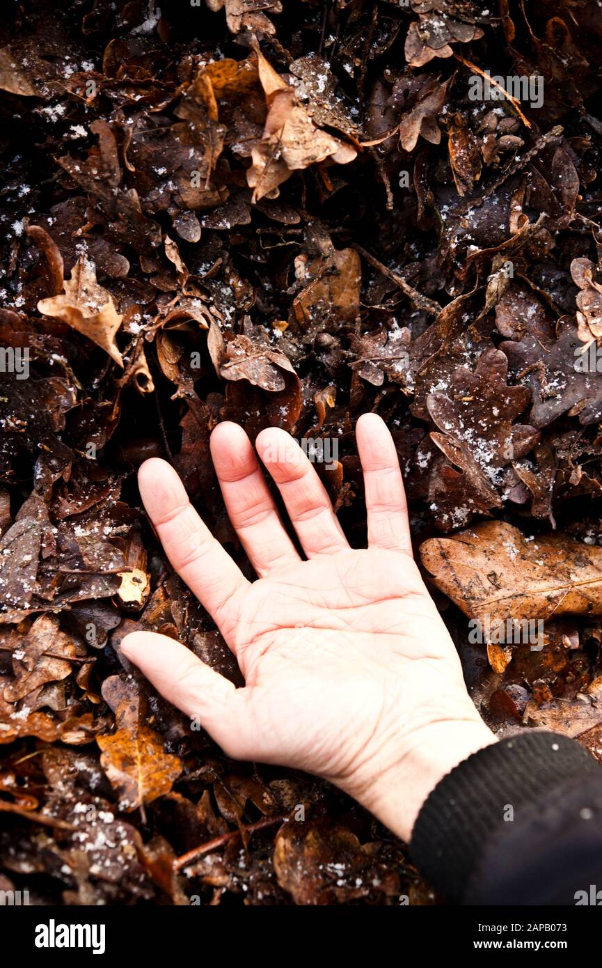 Hand eines Toten über gestürzte Herbstblätter Stockfoto