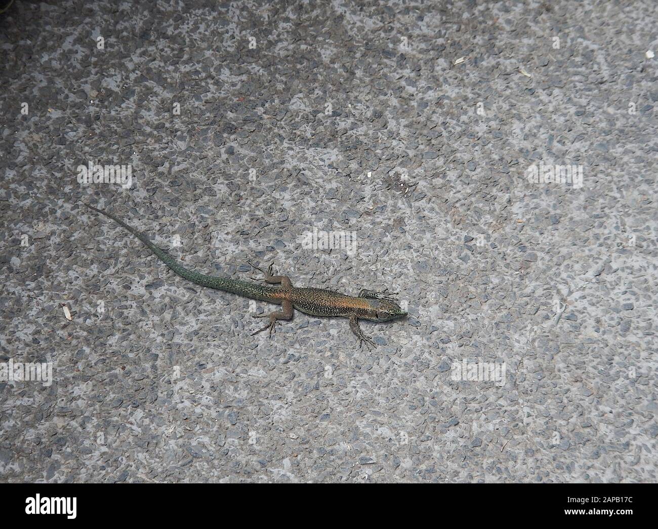 Kleine grüne Echse, typisch für die portugiesische Insel Madeira Stockfoto