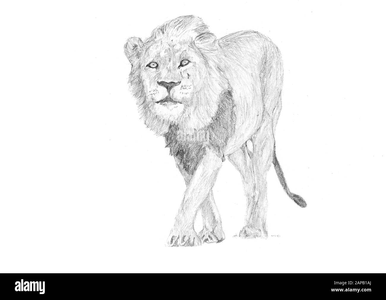 Eine Skizze einer erwachsenen weiblichen Löwin Stockfoto