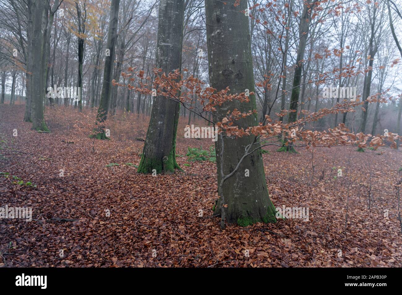 Buchenwald im Herbst. Stockfoto