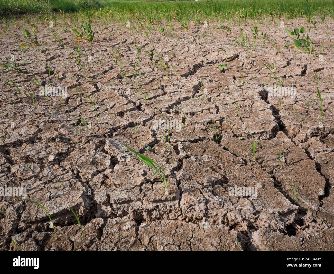 Parched und Dürre Reisfeld in Malaysia.Rice Ernte scheiterte und die wurde zu einem Ödland Stockfoto