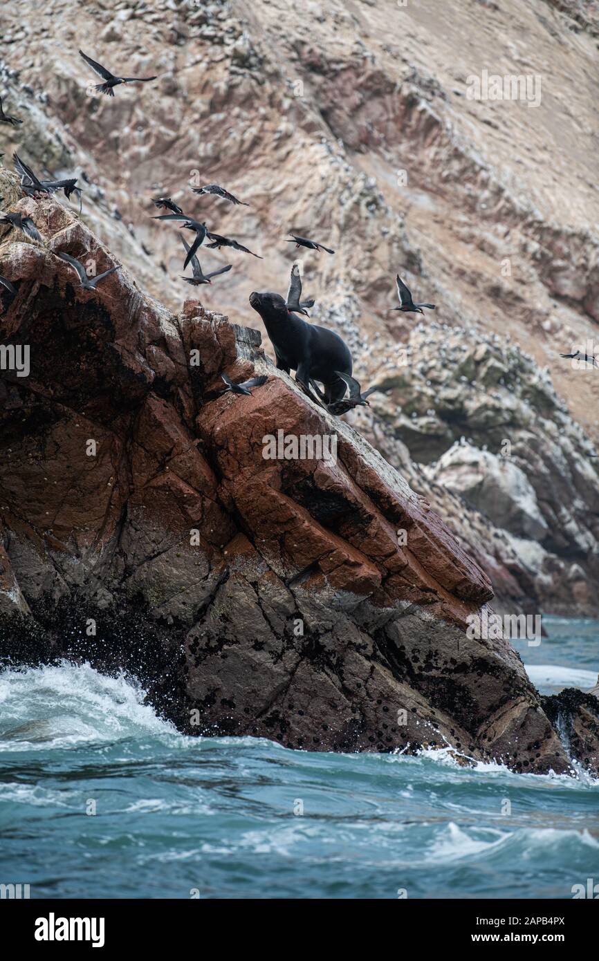 Seelöwe jagt Vögel an der Felsenküste von Paracas Peru. Ballastas-Inseln Stockfoto