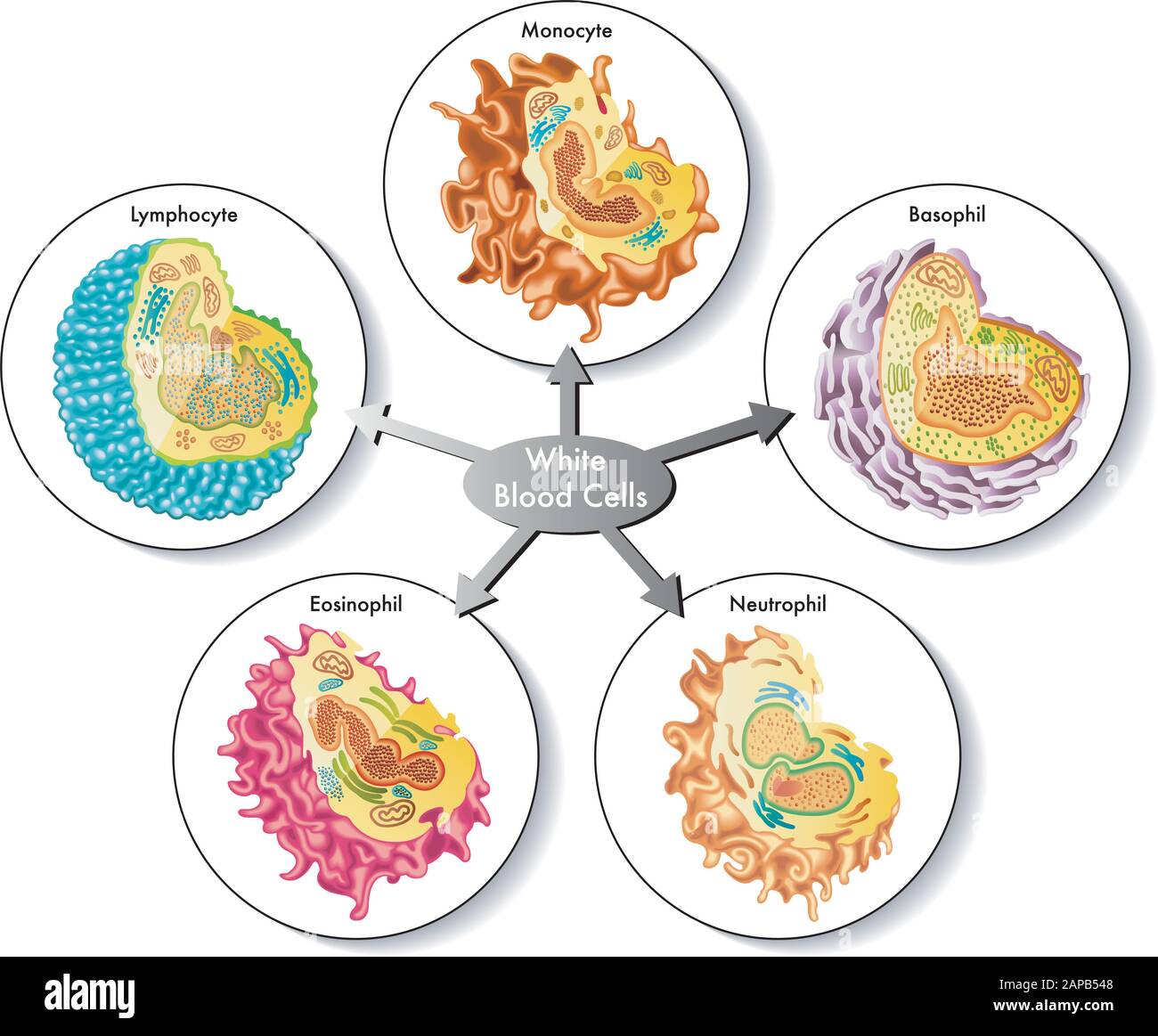 Medizinische Darstellung der Zusammensetzung weißer Blutkörperchen. Stock Vektor