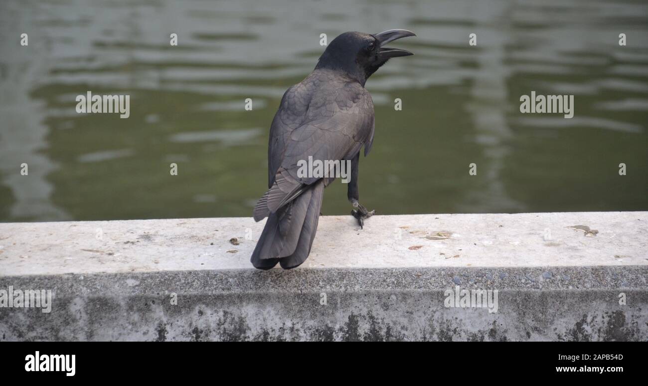 Ein schwarzer Vogel mit seinem Schnabel ist im Suan Plu Park, Bangkok, Thailand, Asien geöffnet Stockfoto
