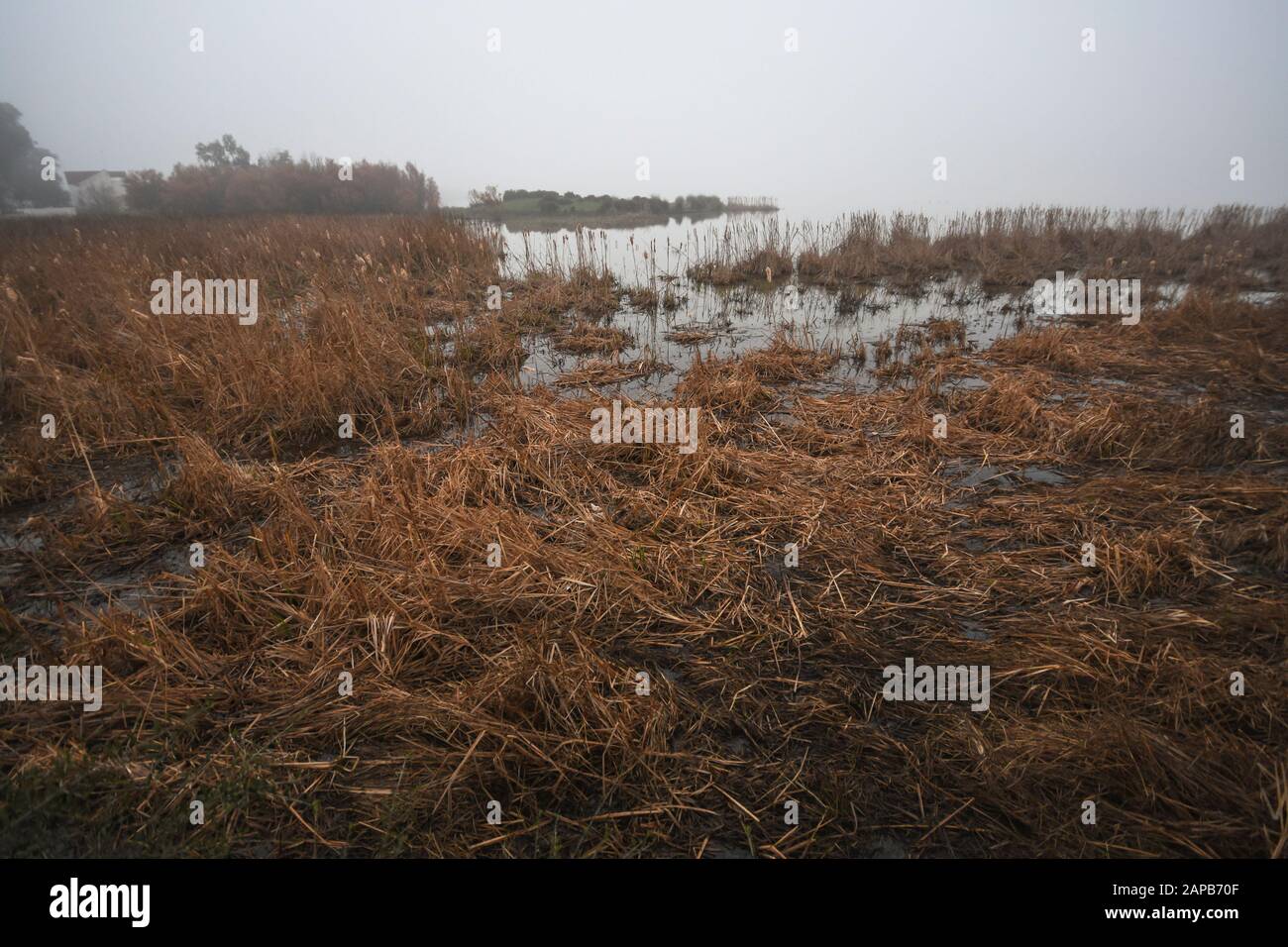 Reed-Betten in den Feuchtgebieten des Nationalparks Doñana in Morgennebel, El Rocio, Huelva, Spanien. Stockfoto