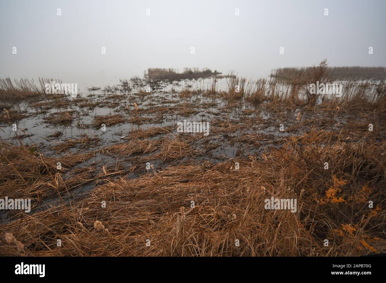 Reed-Betten in den Feuchtgebieten des Nationalparks Doñana in Morgennebel, El Rocio, Huelva, Spanien. Stockfoto