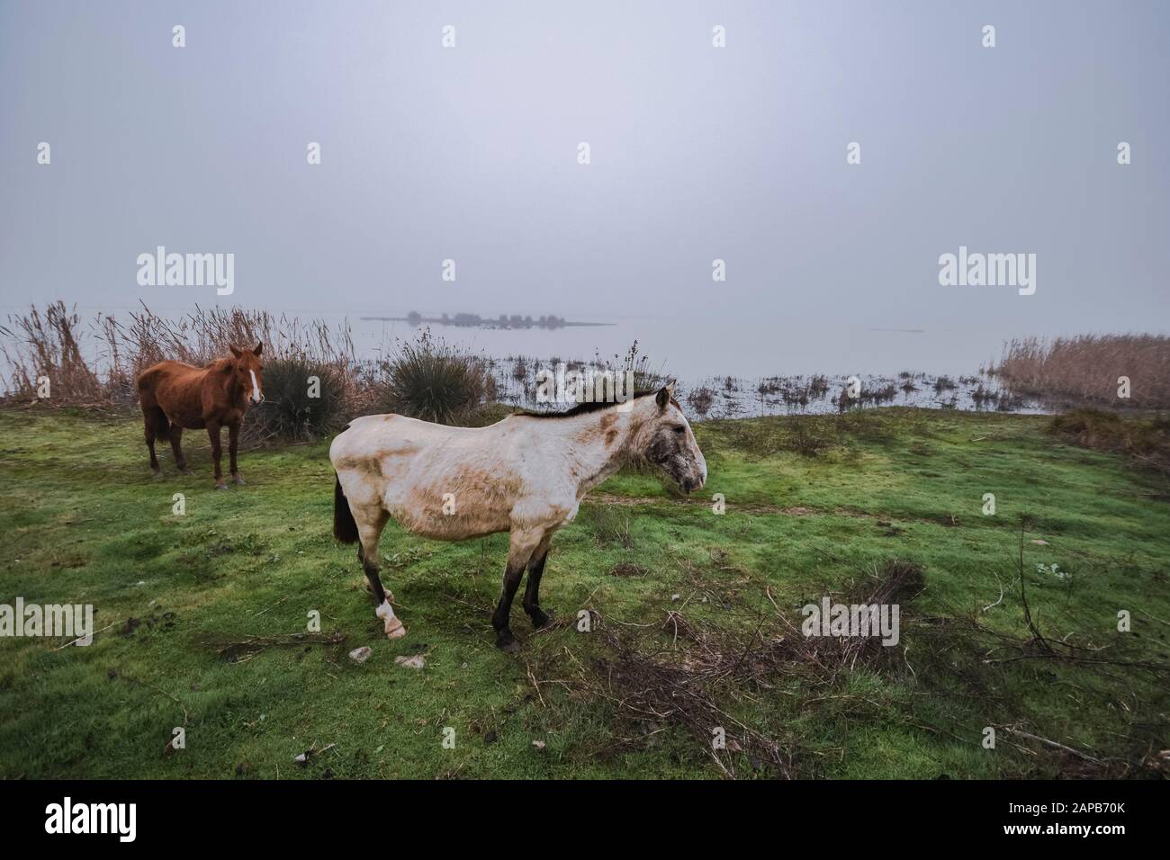 Wildpferde in den Feuchtgebieten des Nationalparks Doñana im Morgennebel, El Rocio, Huelva, Spanien. Stockfoto