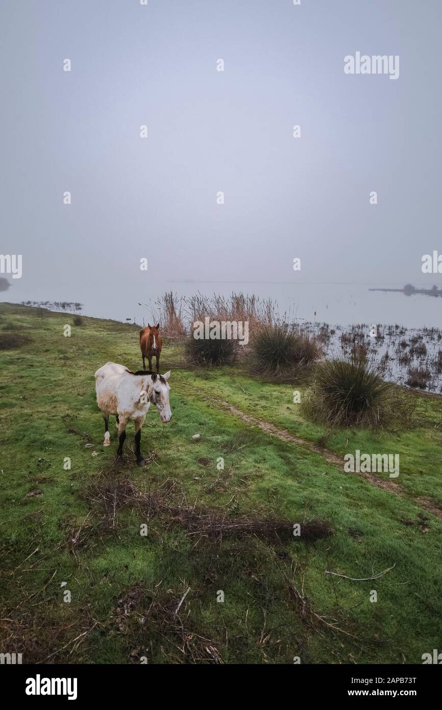Wildpferde in den Feuchtgebieten des Nationalparks Doñana im Morgennebel, El Rocio, Huelva, Spanien. Stockfoto