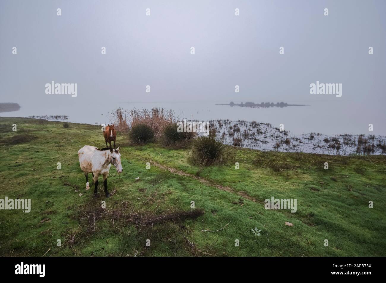 Wildpferde in den Feuchtgebieten des Nationalparks Doñana im Morgennebel, El Rocio, Huelva, Spanien. Stockfoto