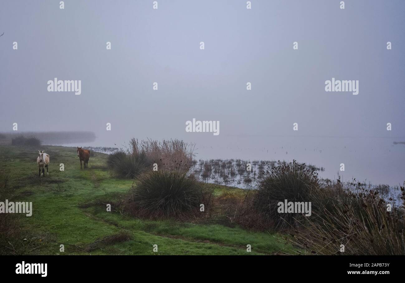 Wildpferde in den Feuchtgebieten des Nationalparks Doñana im Morgennebel, El Rocio, Huelva, Spanien. Stockfoto