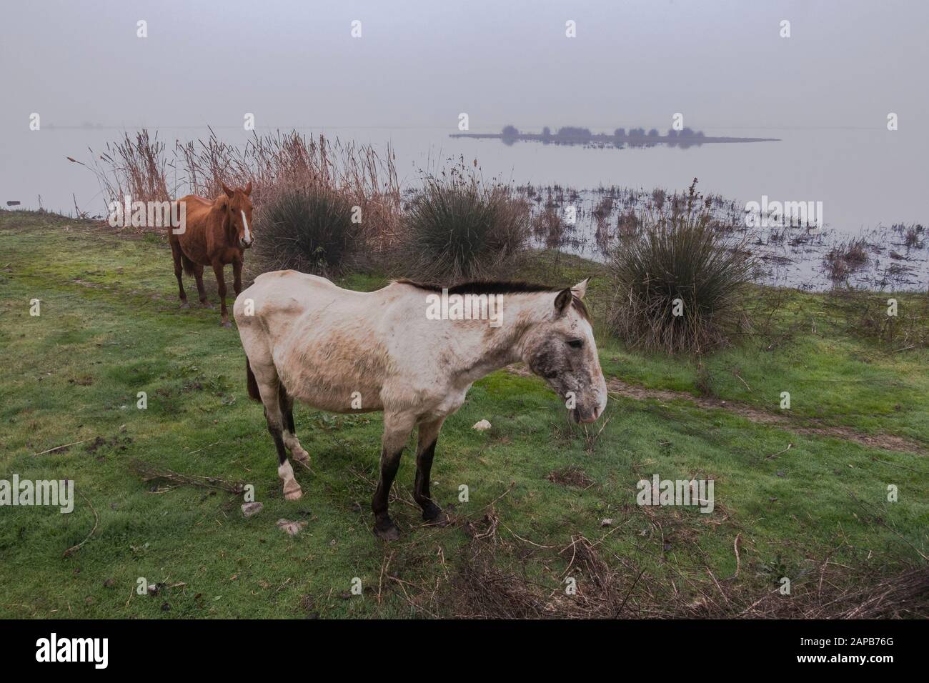 Wildpferde in den Feuchtgebieten des Nationalparks Doñana im Morgennebel, El Rocio, Huelva, Spanien. Stockfoto