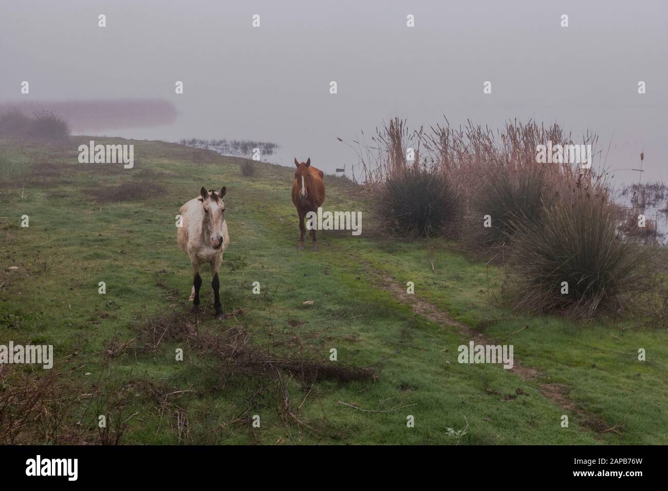 Wildpferde in den Feuchtgebieten des Nationalparks Doñana im Morgennebel, El Rocio, Huelva, Spanien. Stockfoto