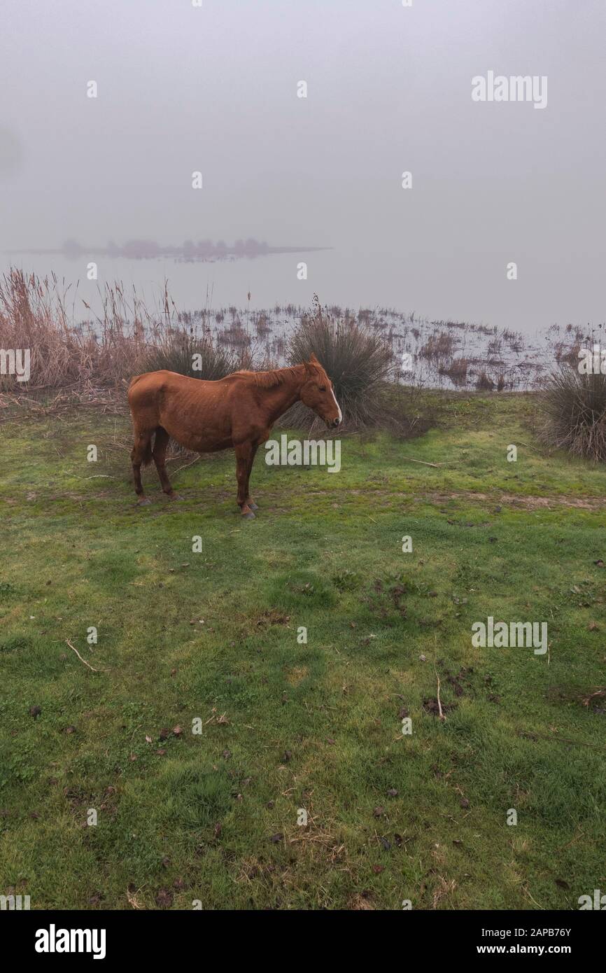Wildpferde in den Feuchtgebieten des Nationalparks Doñana im Morgennebel, El Rocio, Huelva, Spanien. Stockfoto