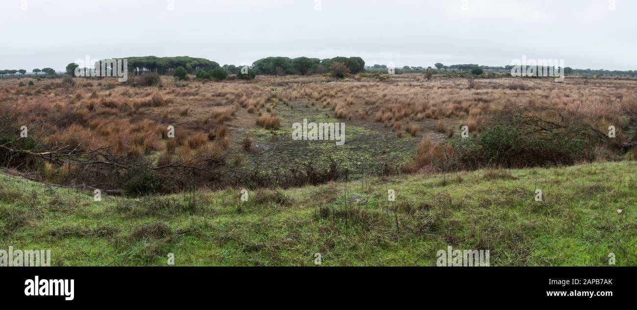 Trockene Marschländer in der Acebuche Lagune, Besucherzentrum El Acebuche des Nationalparks von Doñana, Andalusien, Huelva, Spanien. Stockfoto