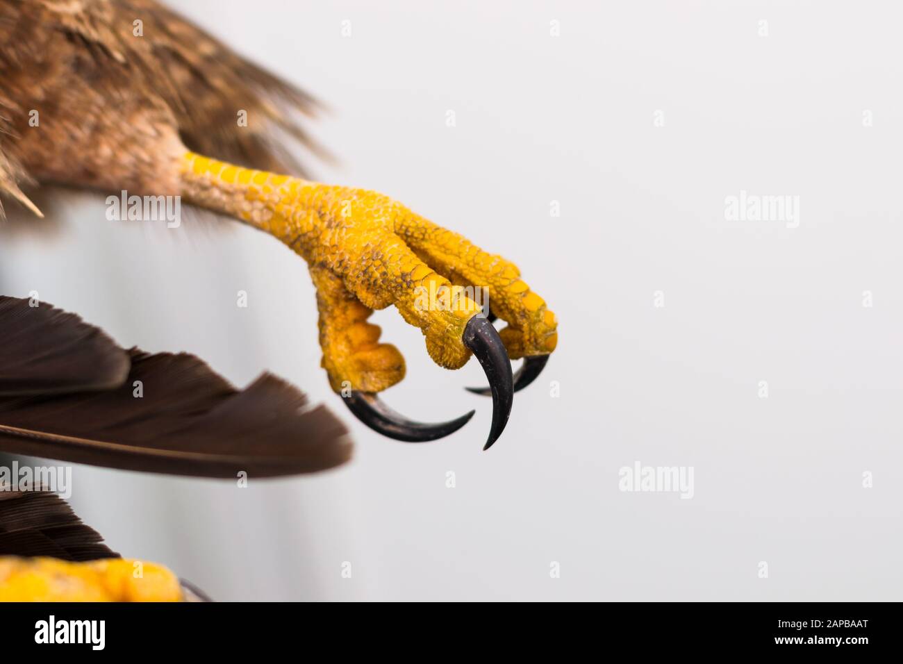 Nahaufnahme eines Taubenhawks Stockfoto