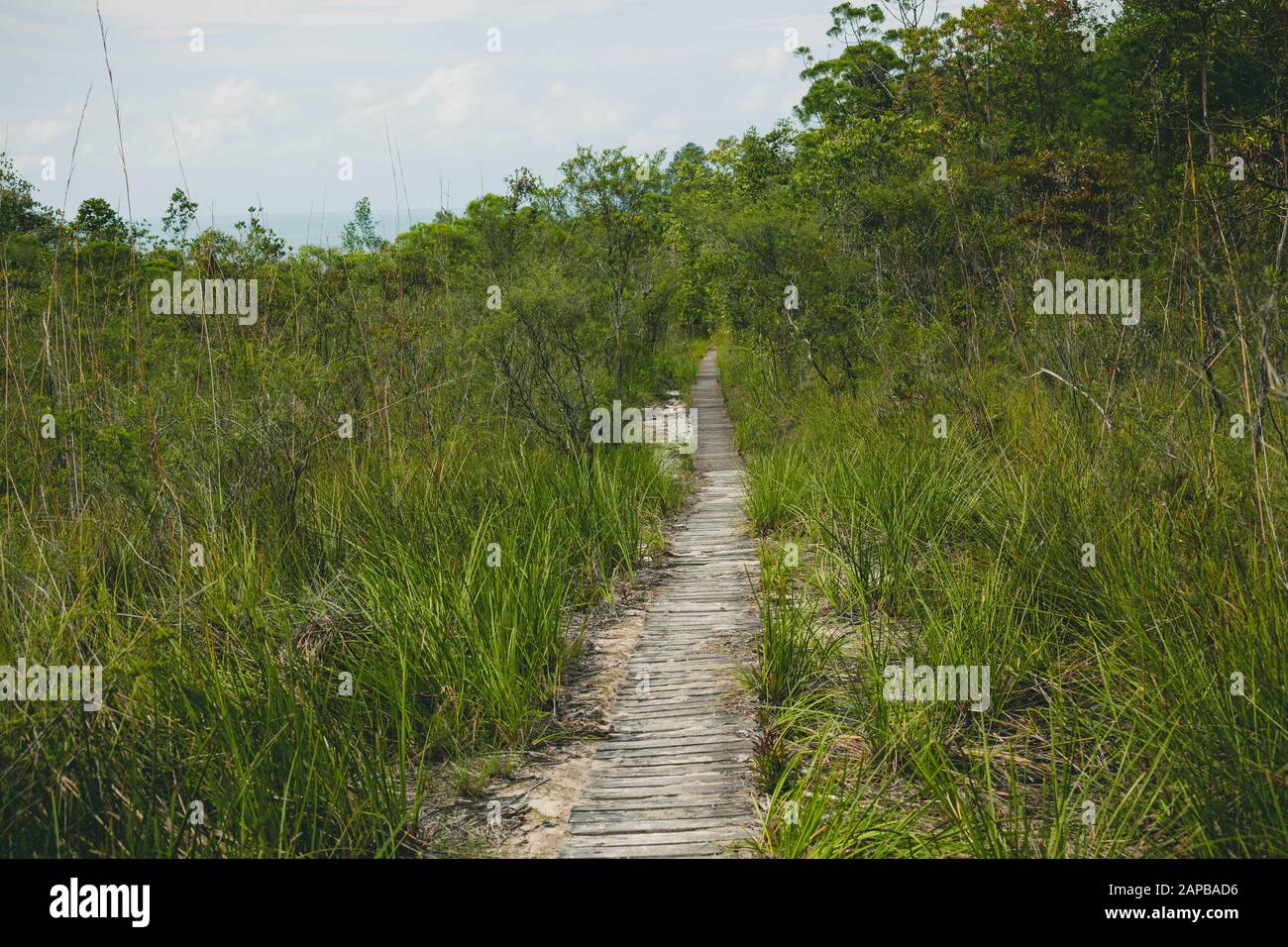 Leerer langer Holzweg am bewölkten Tag im Bako-Nationalpark Sarawak Malaysia Stockfoto