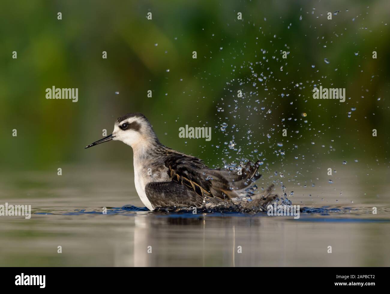 Rothalsige Phalarope baden mit vielen Spritzern und Tropfen Stockfoto