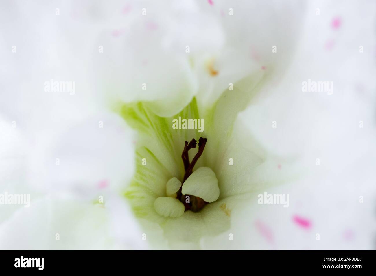 Makro Spathyphyllum flower Center Stockfoto