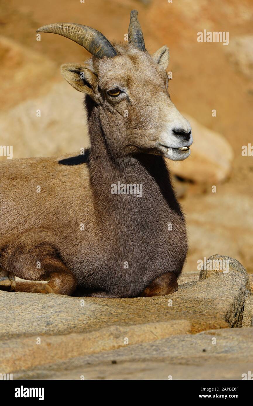 Blick auf ein Wüstenbuschschaf (Ovis Canadensis Nelsoni) Stockfoto