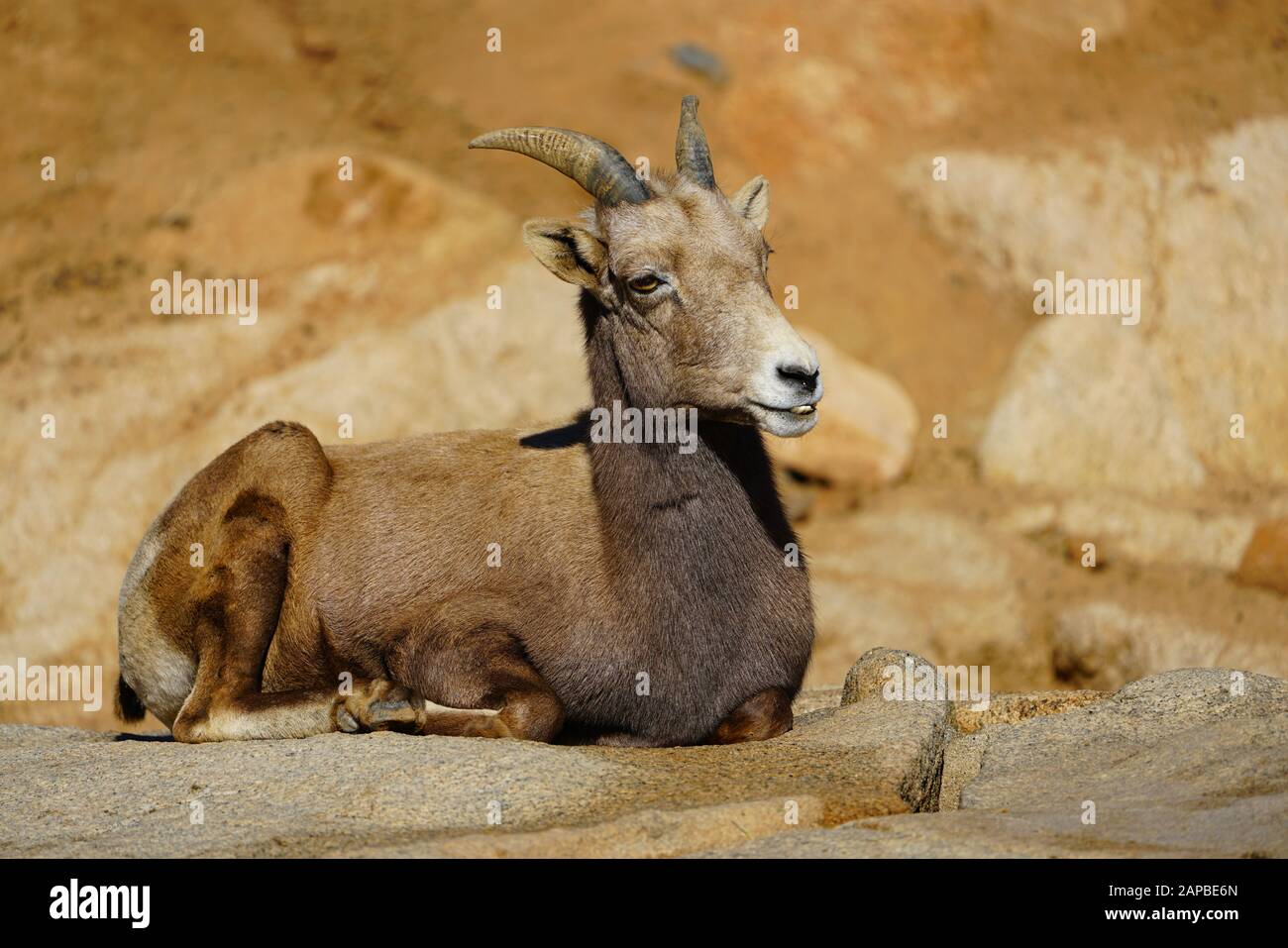 Blick auf ein Wüstenbuschschaf (Ovis Canadensis Nelsoni) Stockfoto