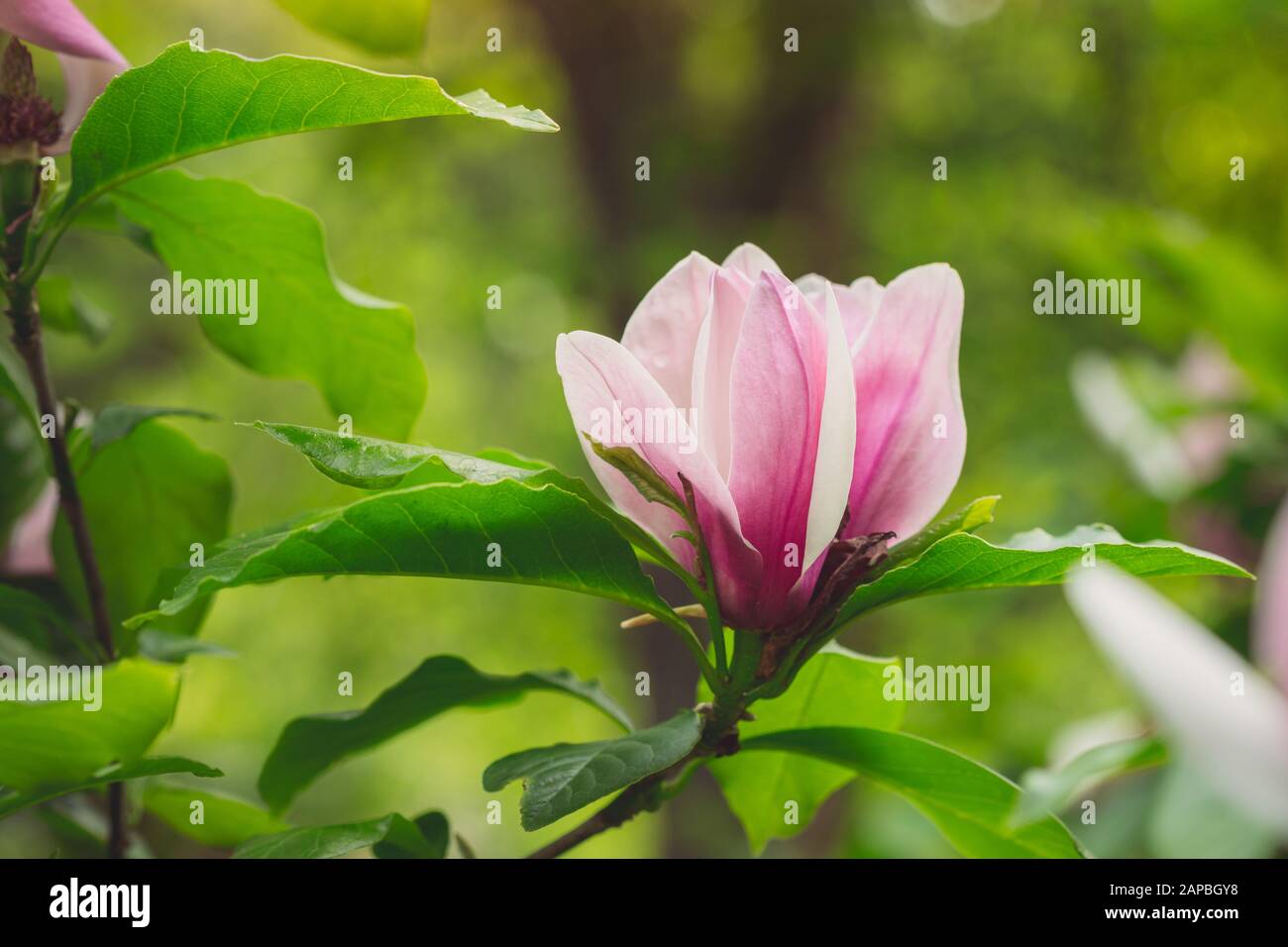 Nahaufnahme von Mulan Magnolia Tree Flower, Magnolia Liliiflora, Horizontal Stockfoto