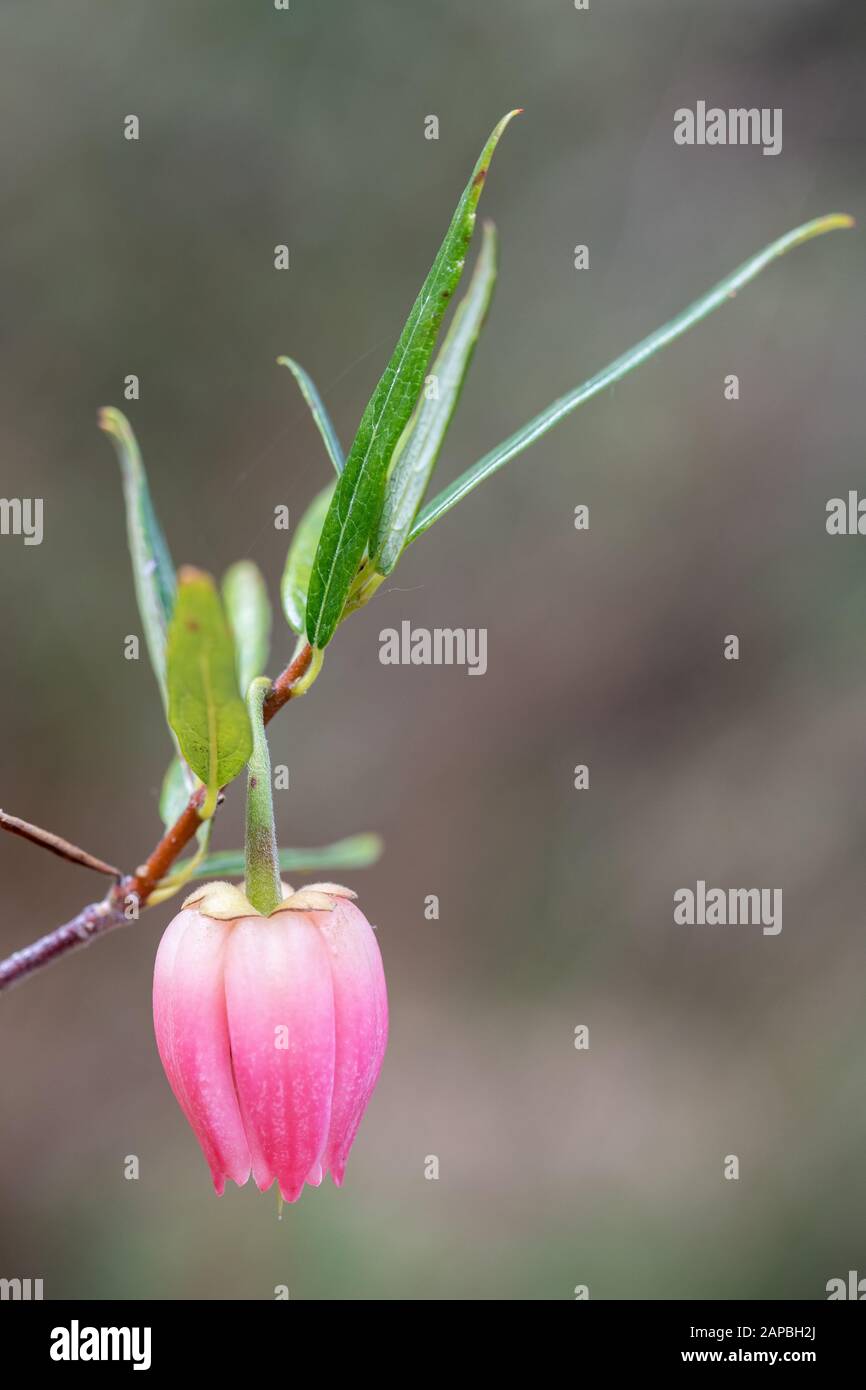 Nahaufnahme der chilenischen Baumblume "Lantern", Crinodendron hookerianum "Ada Hoffman" Stockfoto