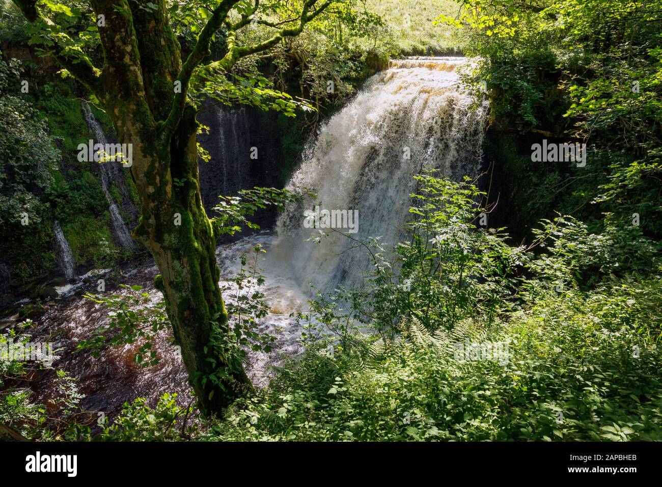 Aysgill Force, Yorkshire Dales National Park Stockfoto