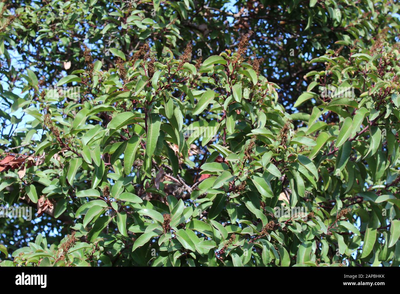Die roten und gebogenen Blattstiele mit einer Mittelfalte sind Merkmale von Laurel Sumac, Malosma Laurina, der einheimischen Pflanze der Santa Monica Mountains. Stockfoto