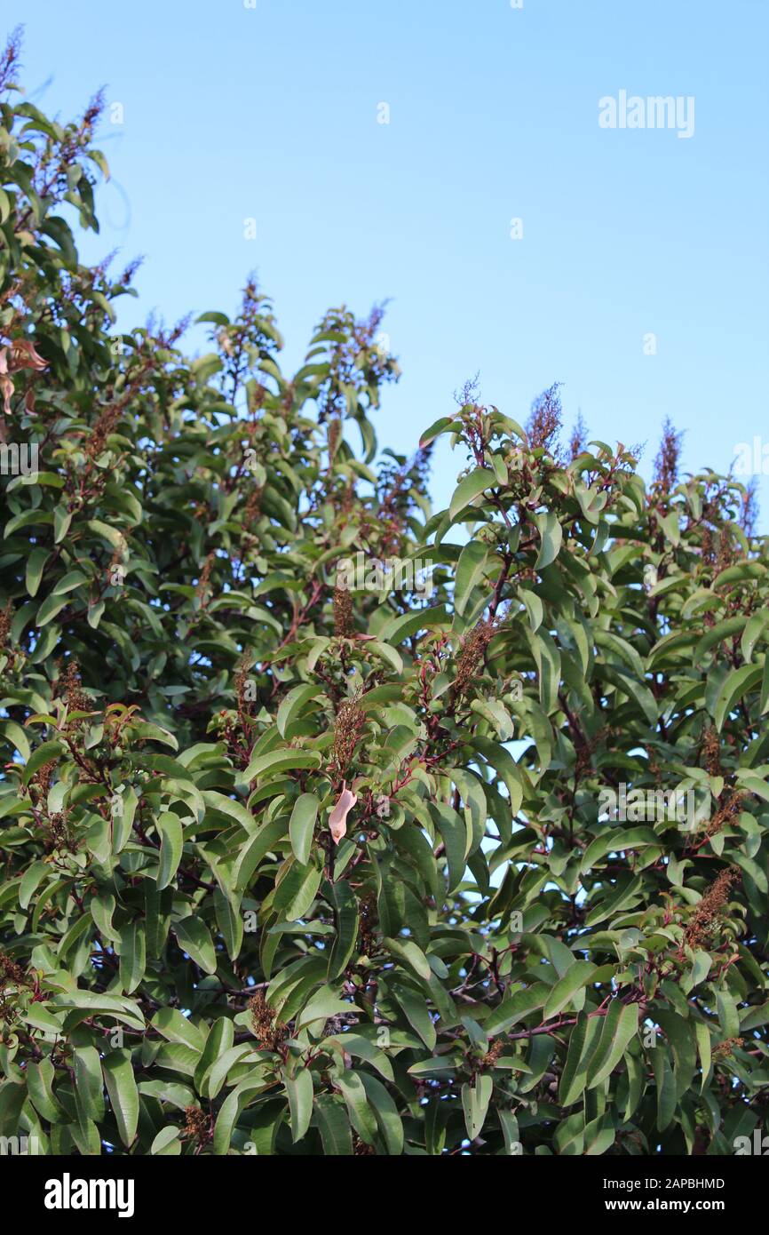 Die roten und gebogenen Blattstiele mit einer Mittelfalte sind Merkmale von Laurel Sumac, Malosma Laurina, der einheimischen Pflanze der Santa Monica Mountains. Stockfoto