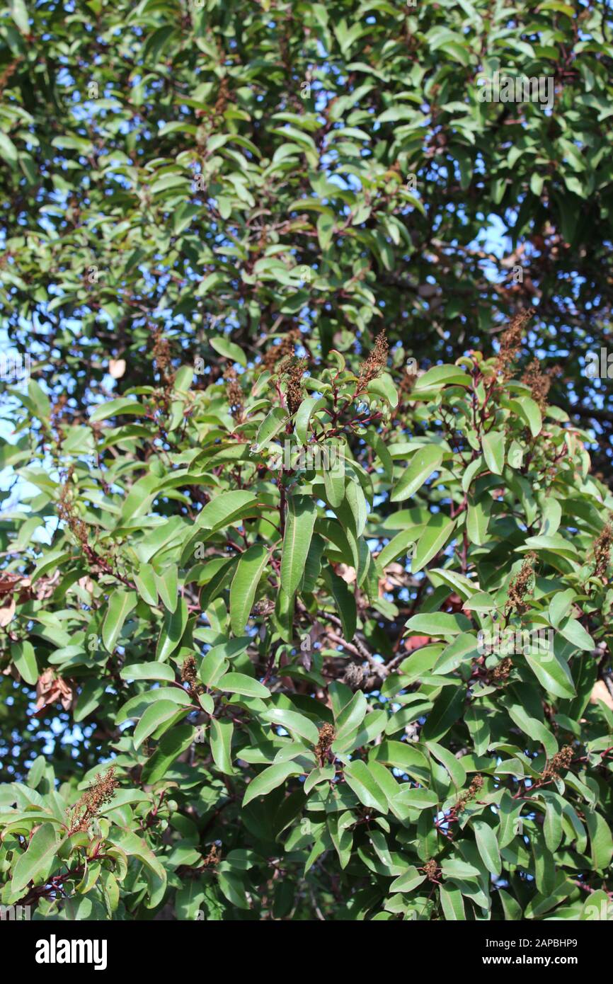 Die roten und gebogenen Blattstiele mit einer Mittelfalte sind Merkmale von Laurel Sumac, Malosma Laurina, der einheimischen Pflanze der Santa Monica Mountains. Stockfoto