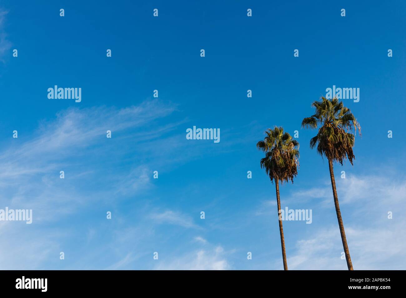 Palm Tress und Blue Sky Stockfoto