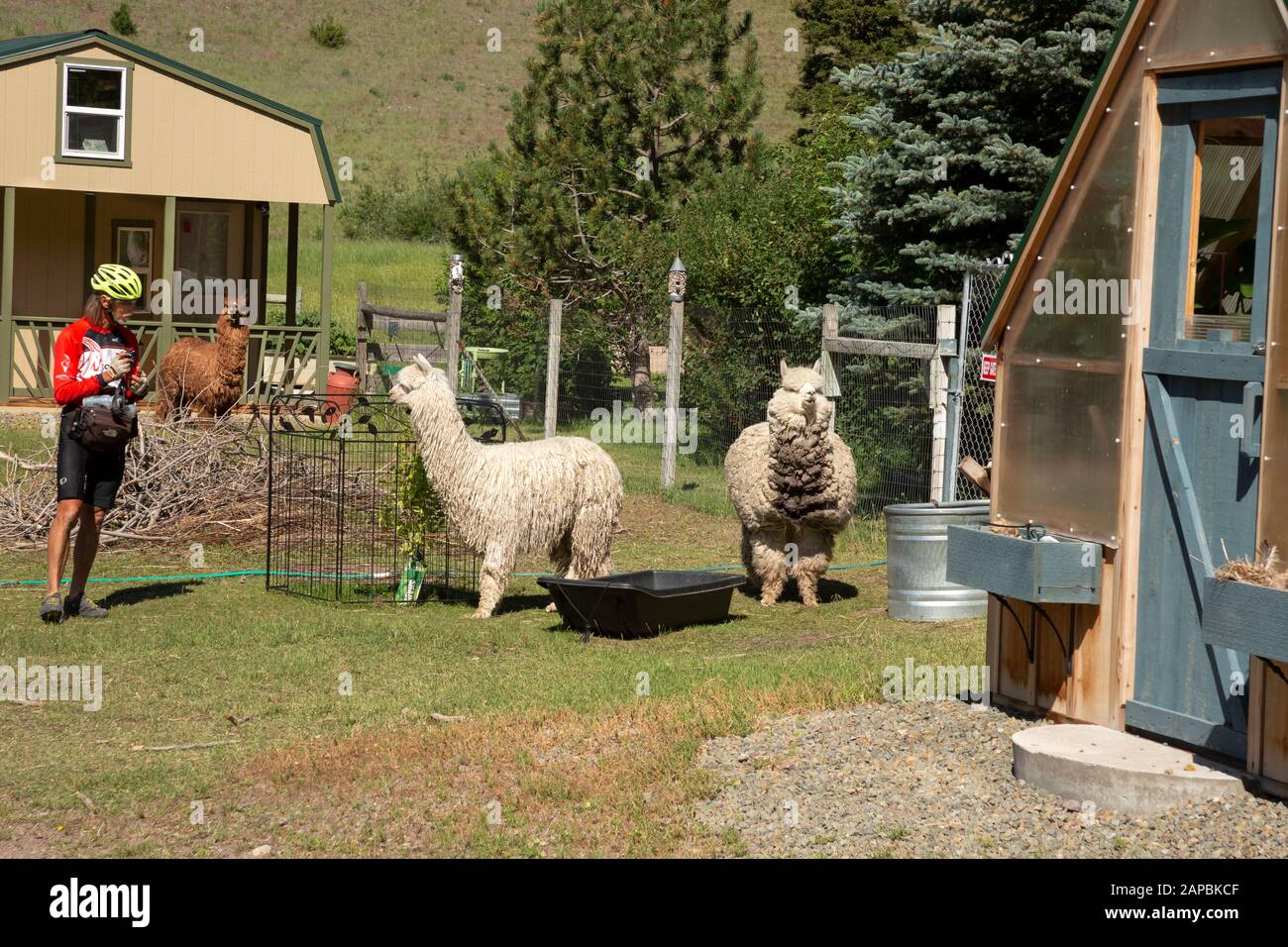 MT00455-00...MONTANA - Radfahrer Tom Kirkendall, der die Lamas auf der Lama Ranch, einem Radfahrercamping nördlich von Helena, auscheckt. Stockfoto