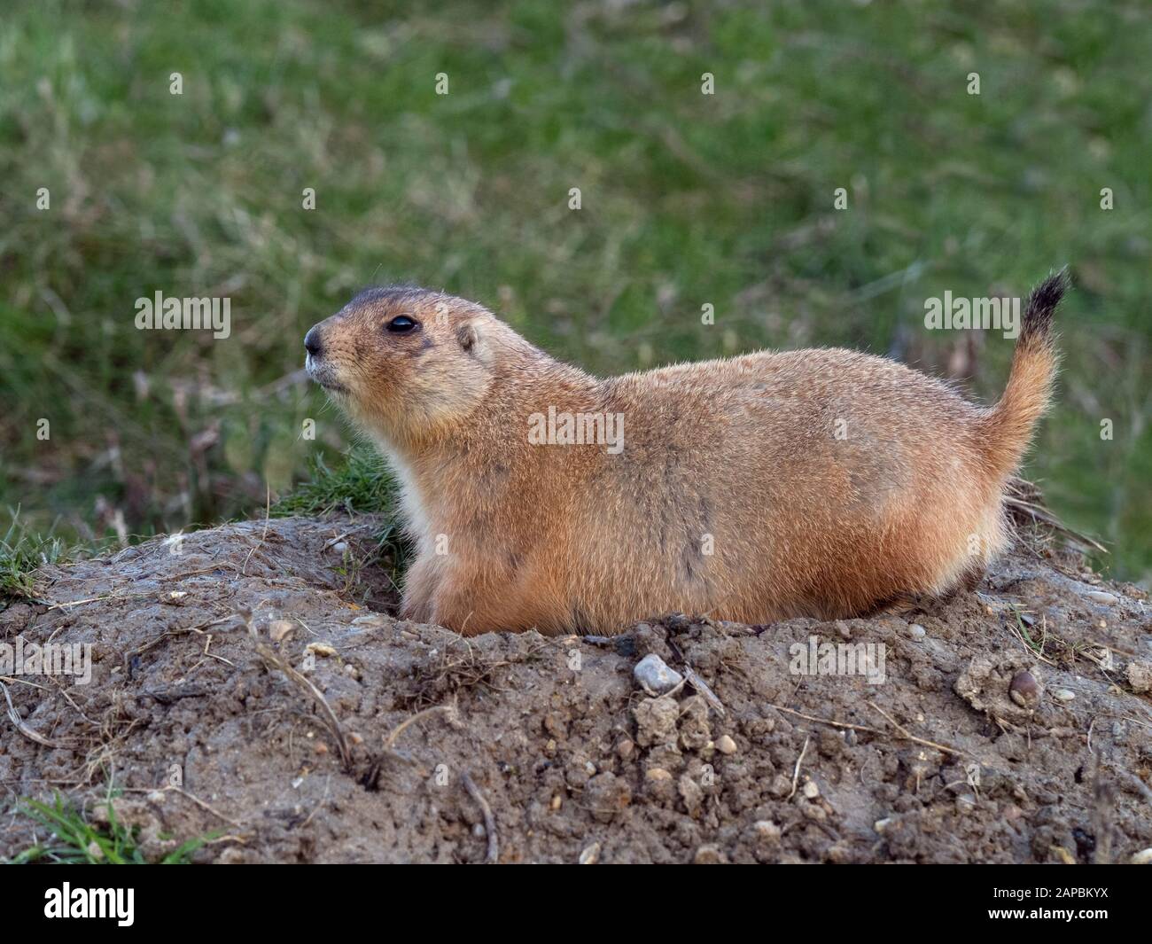 Schwarz-tailed prairie dog Cynomys ludovicianus Stockfoto