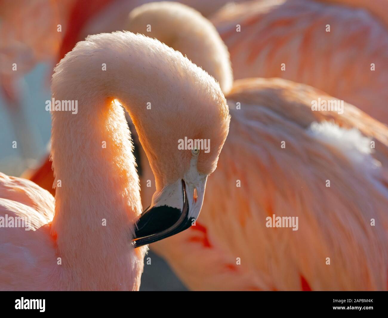 Chilenischer Flamingo Phönicopterus chilensis preening Captive Portrait Stockfoto