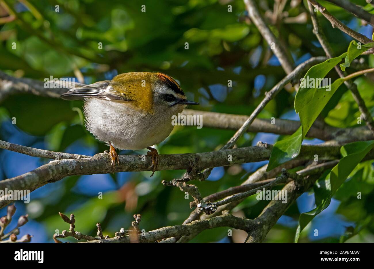 Männliche Firecrest-Regulus ignicapilla, Winter. Stockfoto