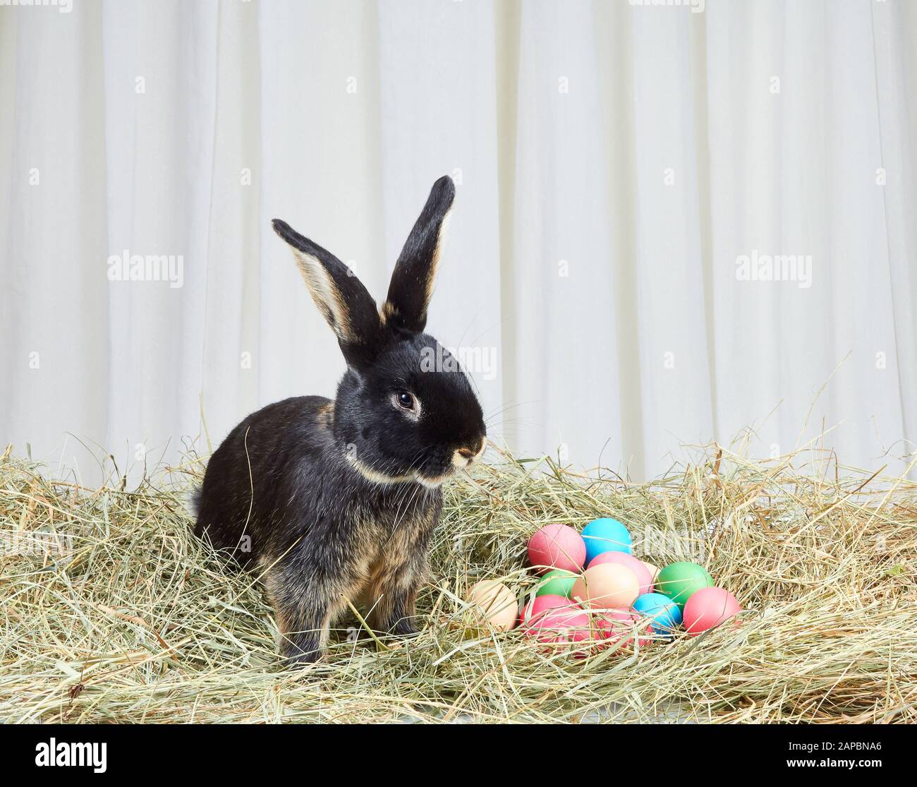 Auf Heubrötchen und Ostereiern Stockfoto
