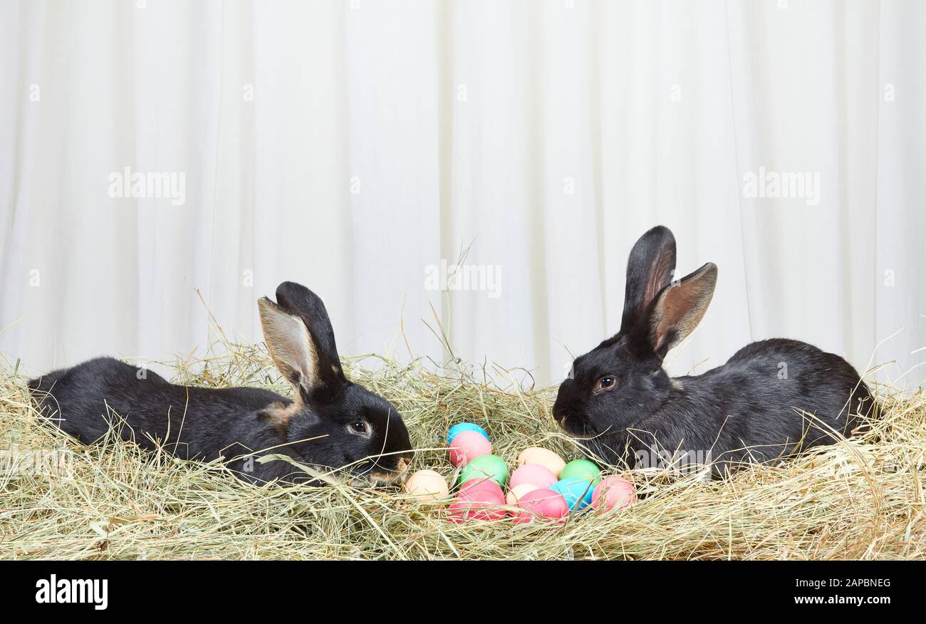 Zwei Hasen auf Heu in der Nähe von Ostereiern Stockfoto