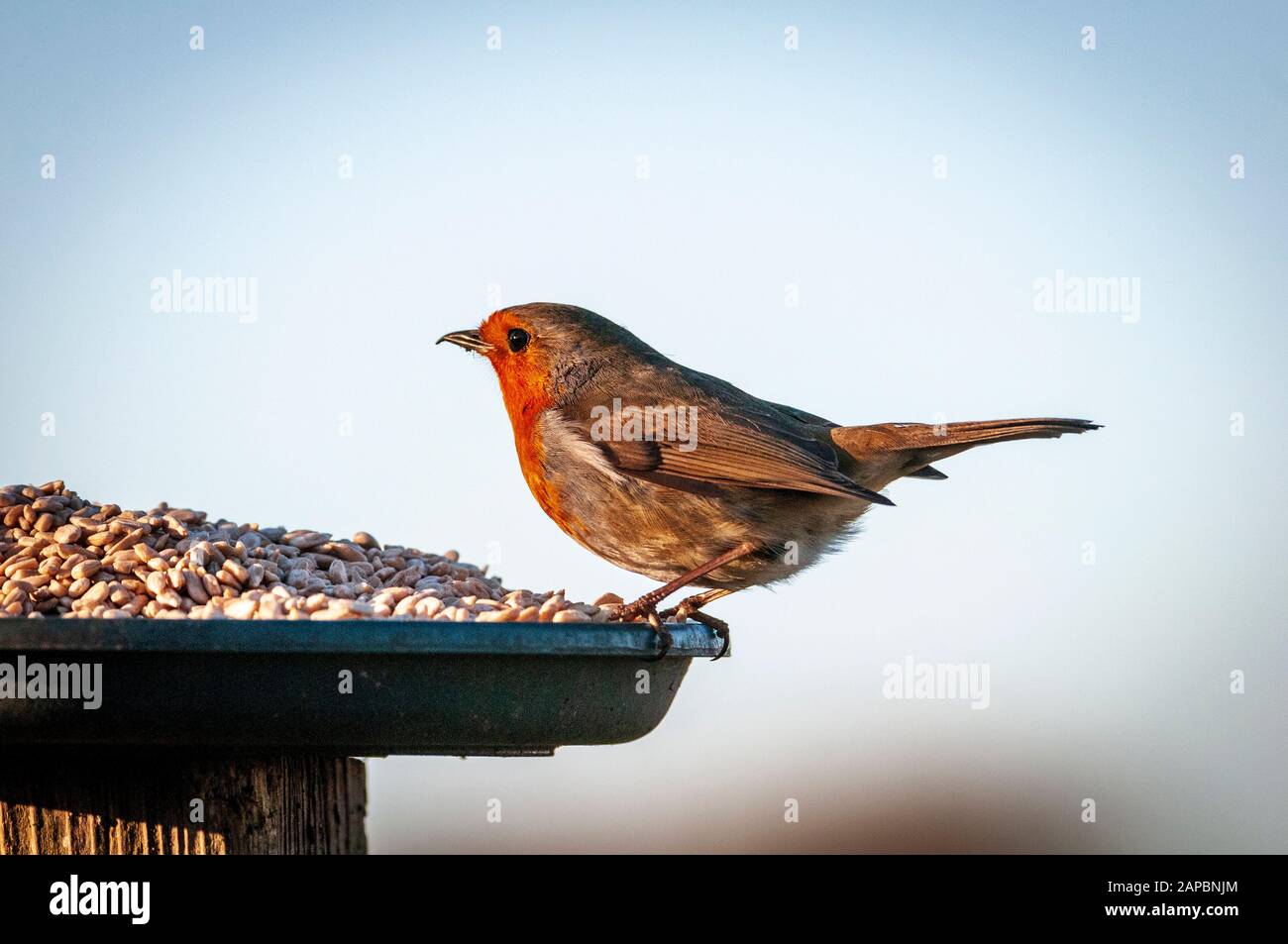 Gartenvogel ein Robin, der sich an einem Vogeltisch ernährt. Stockfoto
