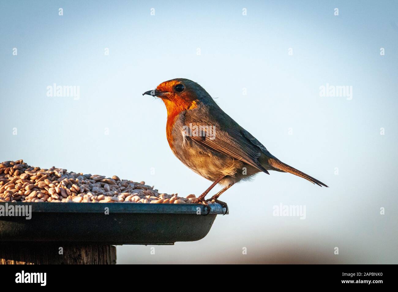 Gartenvogel ein Robin, der sich an einem Vogeltisch ernährt. Stockfoto
