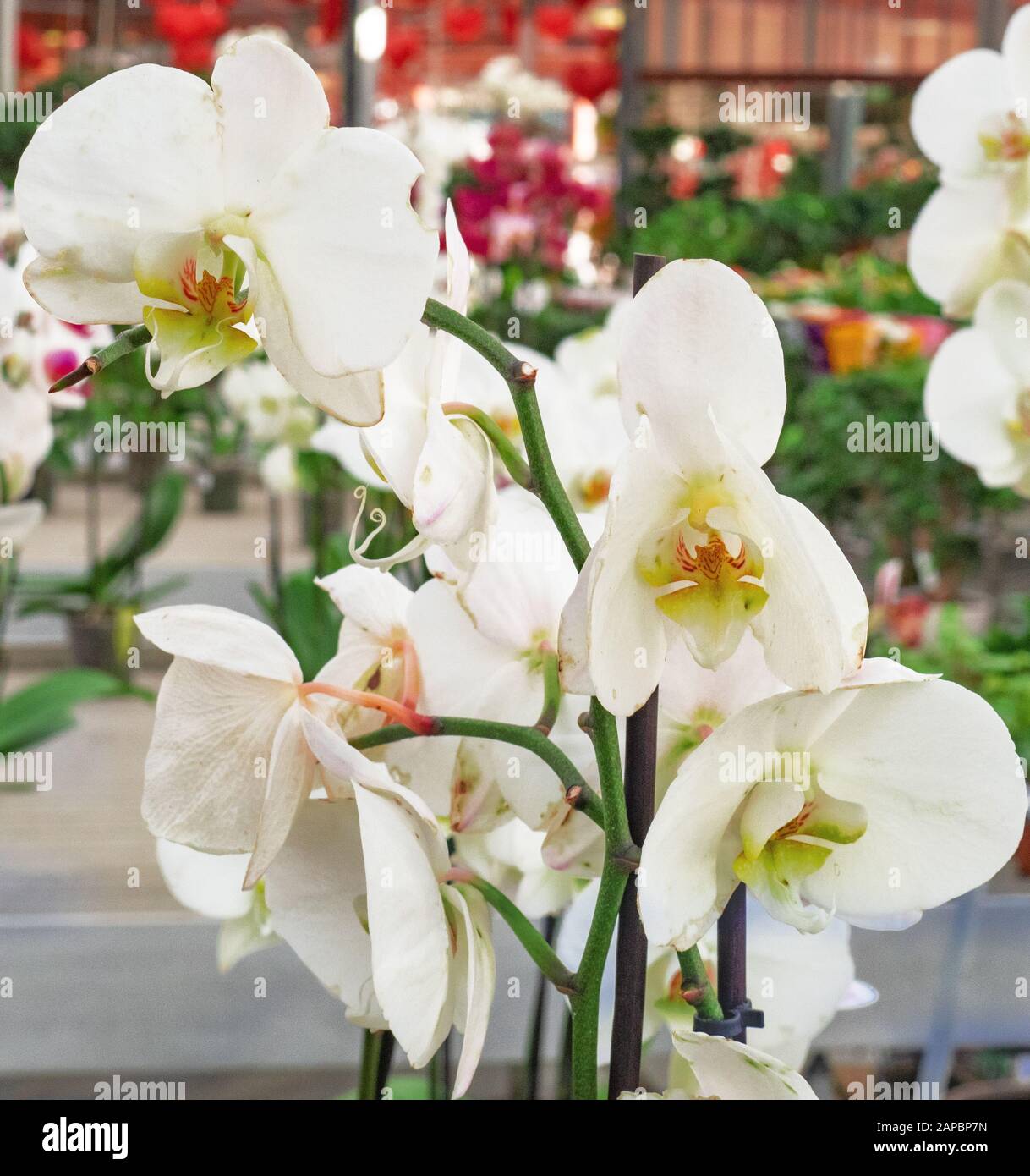 Elegante Orchideenpflanze, weiße Blumen werden im Blumenstrauß der Bräute verwendet Stockfoto