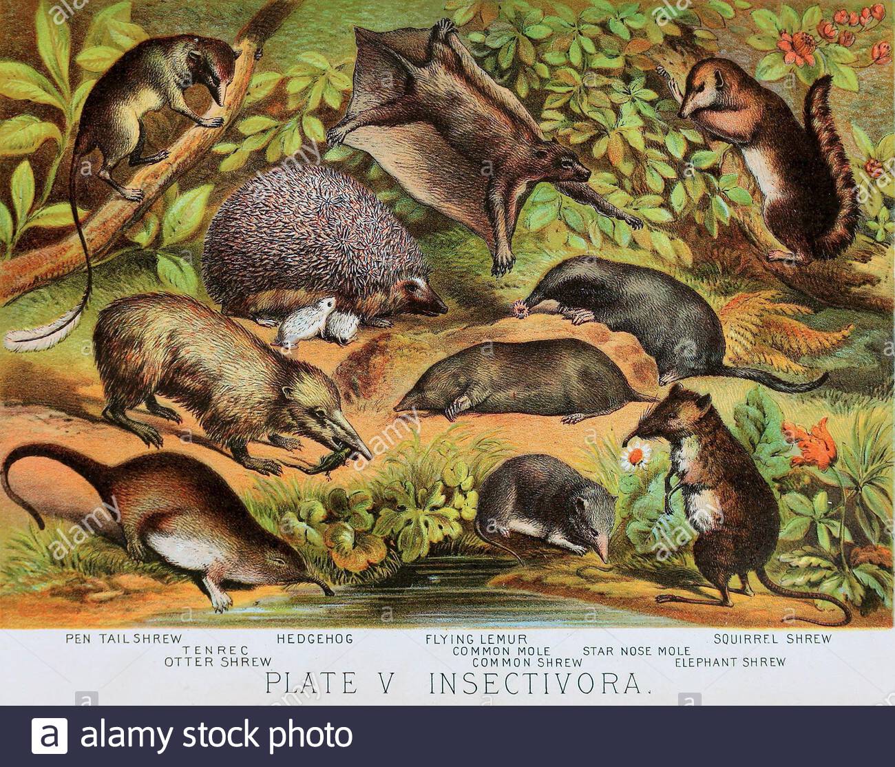 Federschwanz, Tenrec, Otter Shrow, Hedgehog, Flying Lemur, Common Mole, Common Shrow, Star Nose Mole, Squirrel Shrow, Elephant Shrow, klassische Farblithograph Illustration aus dem Jahr 1880 Stockfoto