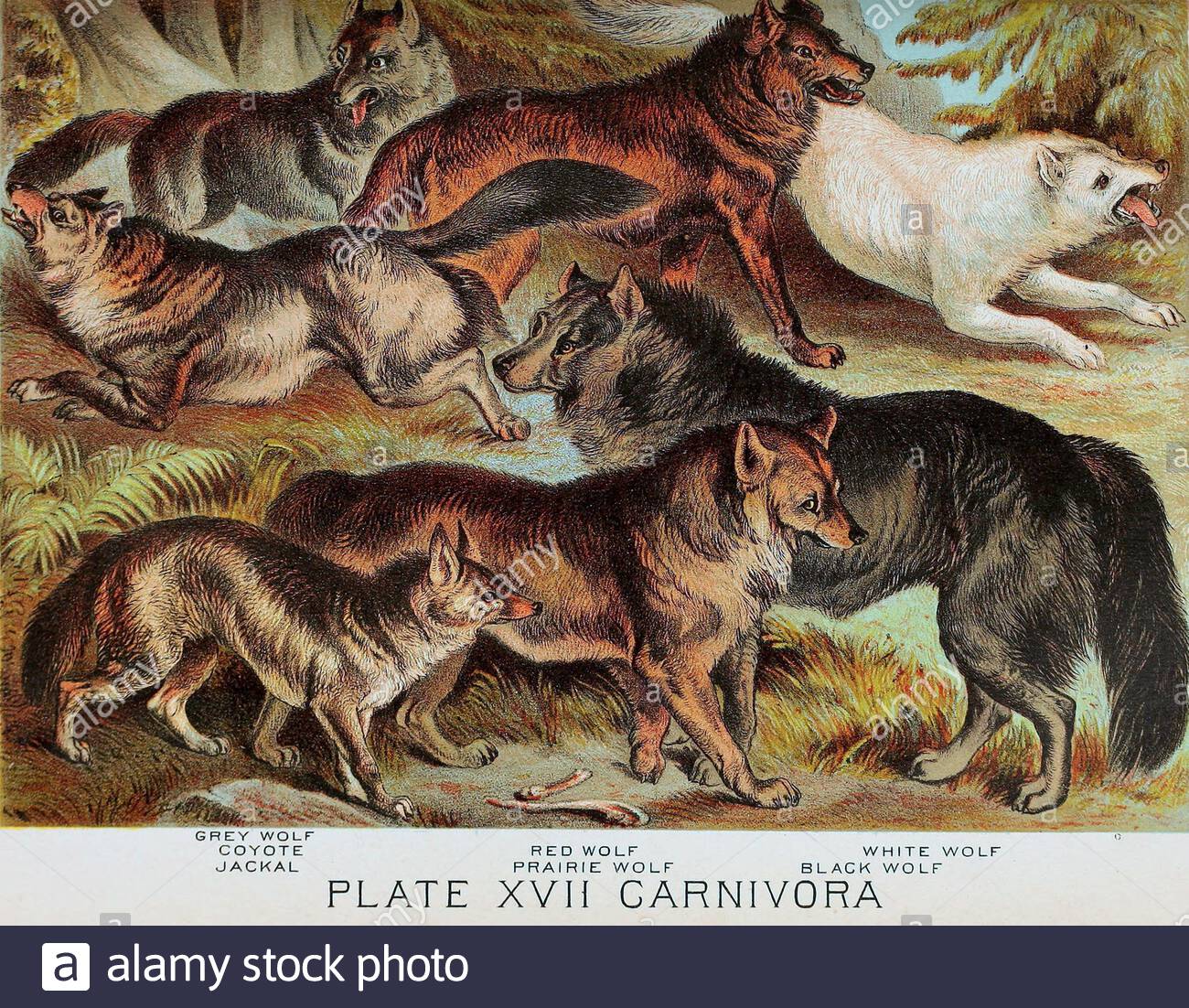 Grauer Wolf, Kojote, Schakal, Roter Wolf, Prairie-Wolf, Weißer Wolf (Arktischer Wolf), Schwarzer Wolf, klassische Farblithographen-Illustration aus dem Jahr 1880 Stockfoto