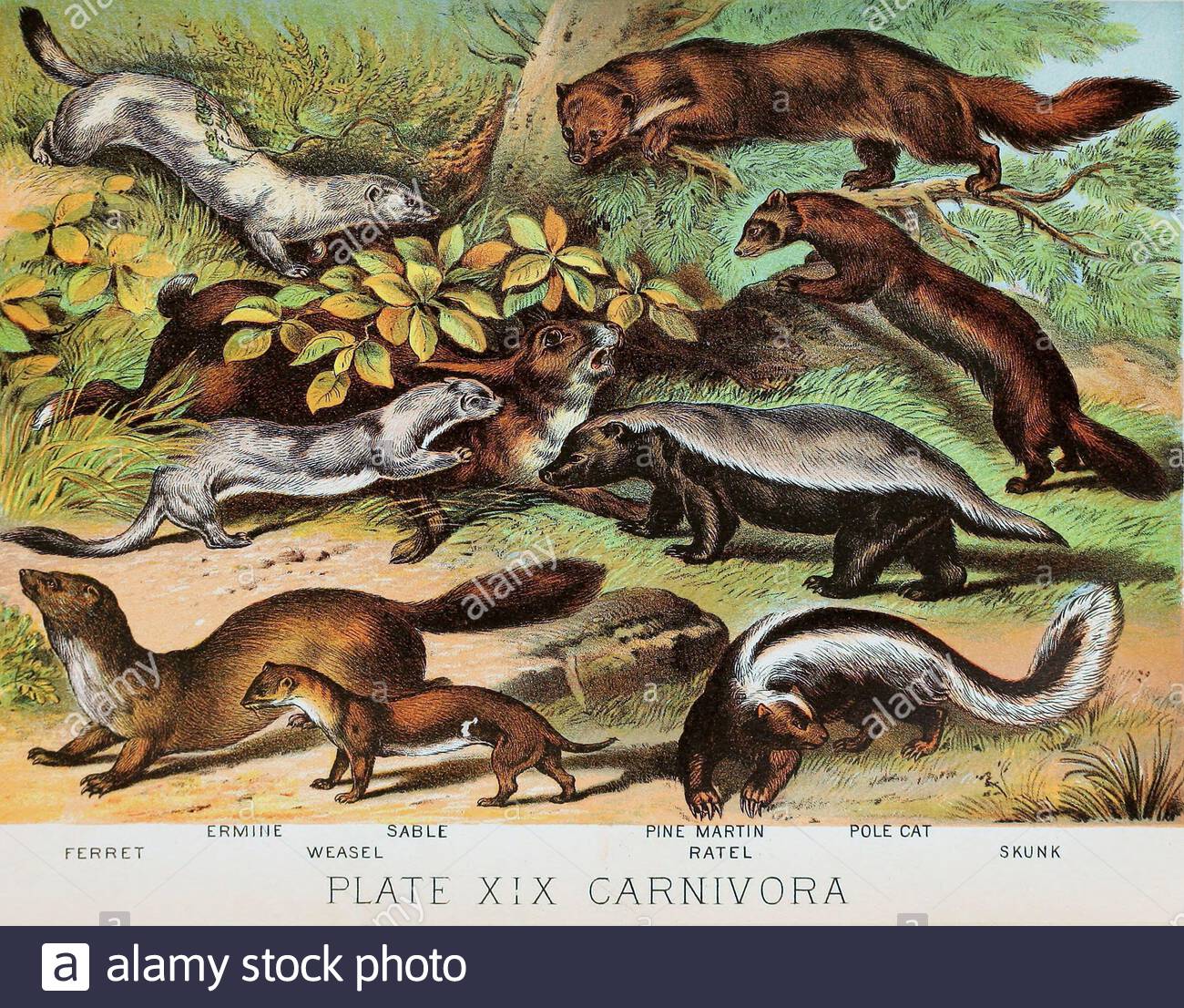 Frettchen, Ermine(Stoat), Sable, Weasel, Pine Martin, Polecat, Ratel(Honey Badger), Skunk, klassische Farblithographen-Illustration von 1880 Stockfoto