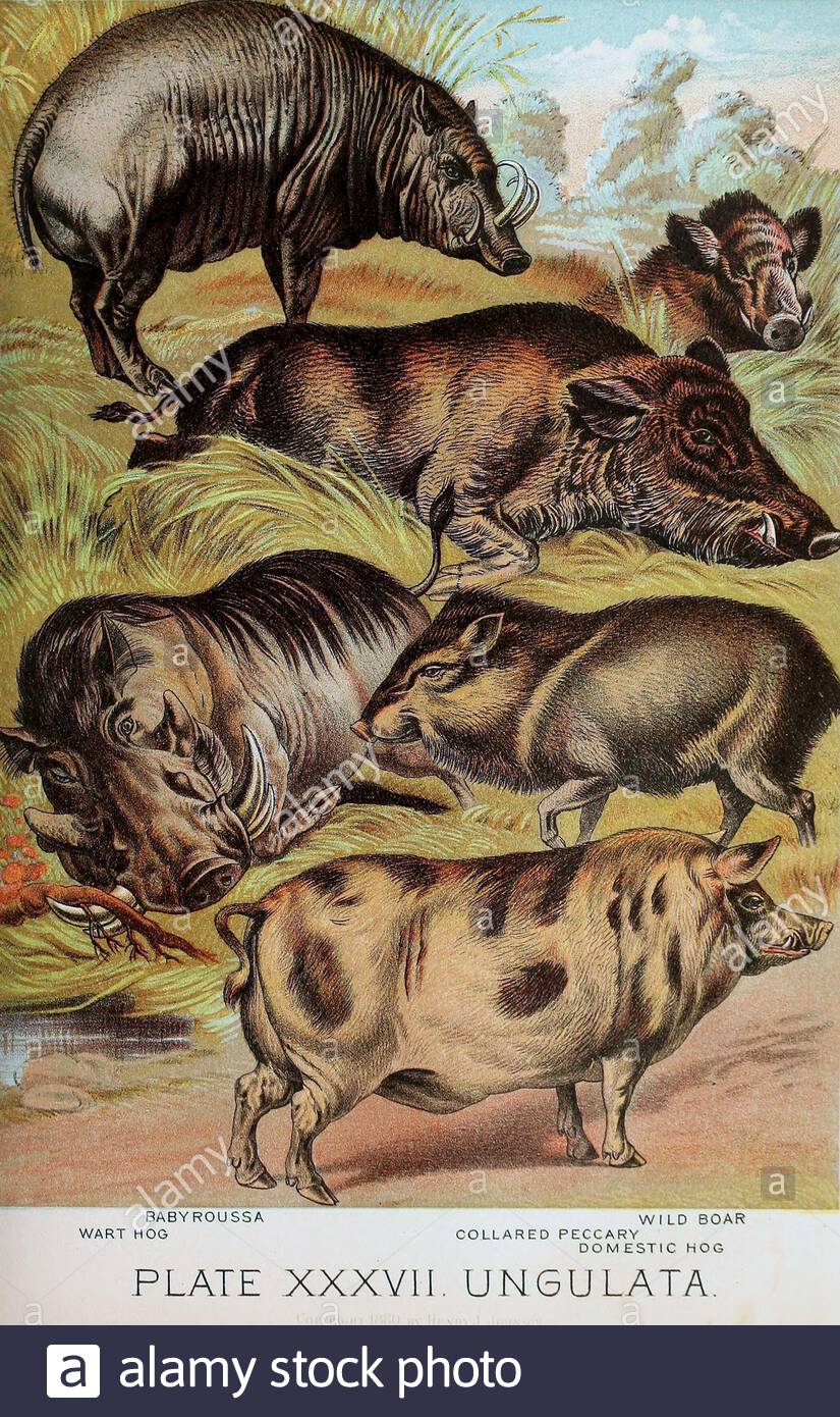 Baby Roussa, Warthog, Wild Boar, Collared Hackary, Domestic Hog, klassische Farb-lithograph-Illustration aus dem Jahr 1880 Stockfoto