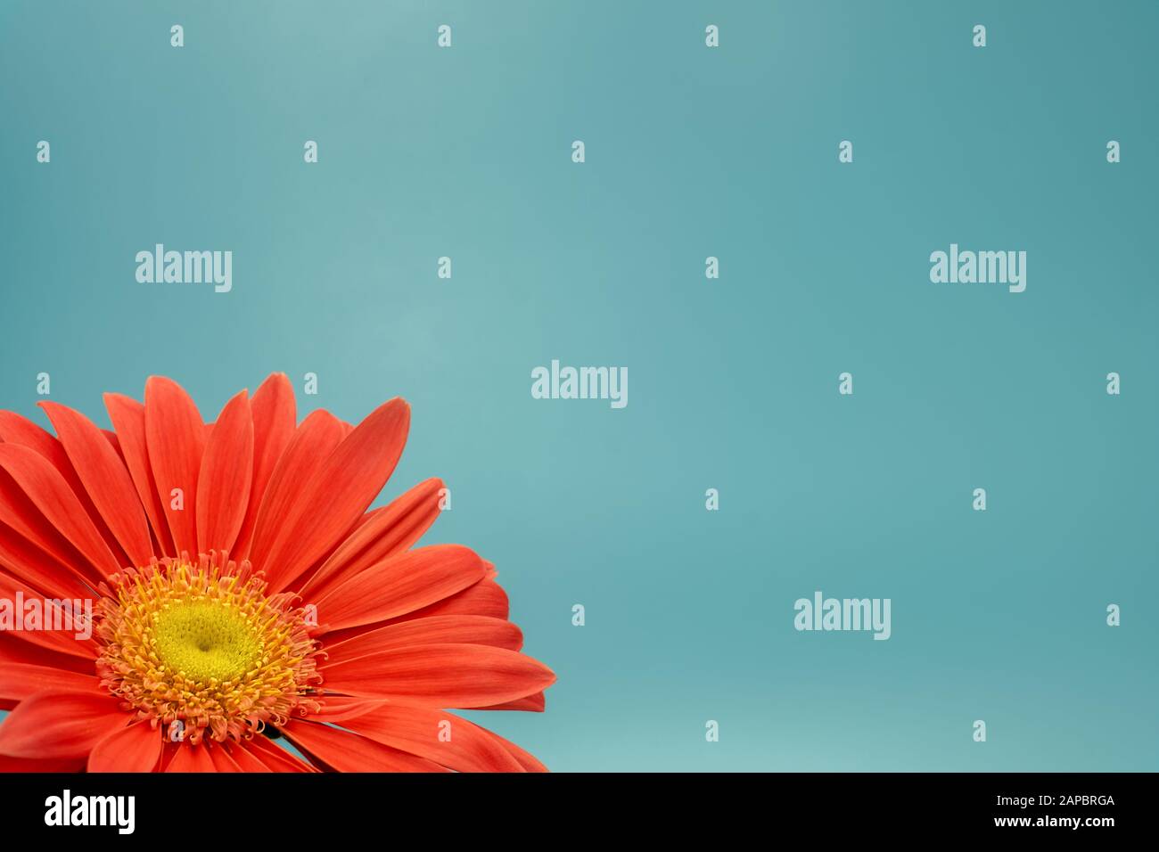 Dreiviertelansicht einer lachsfarbenen Gerbera vor türkisfarbenem Hintergrund mit viel Platz für Text Stockfoto