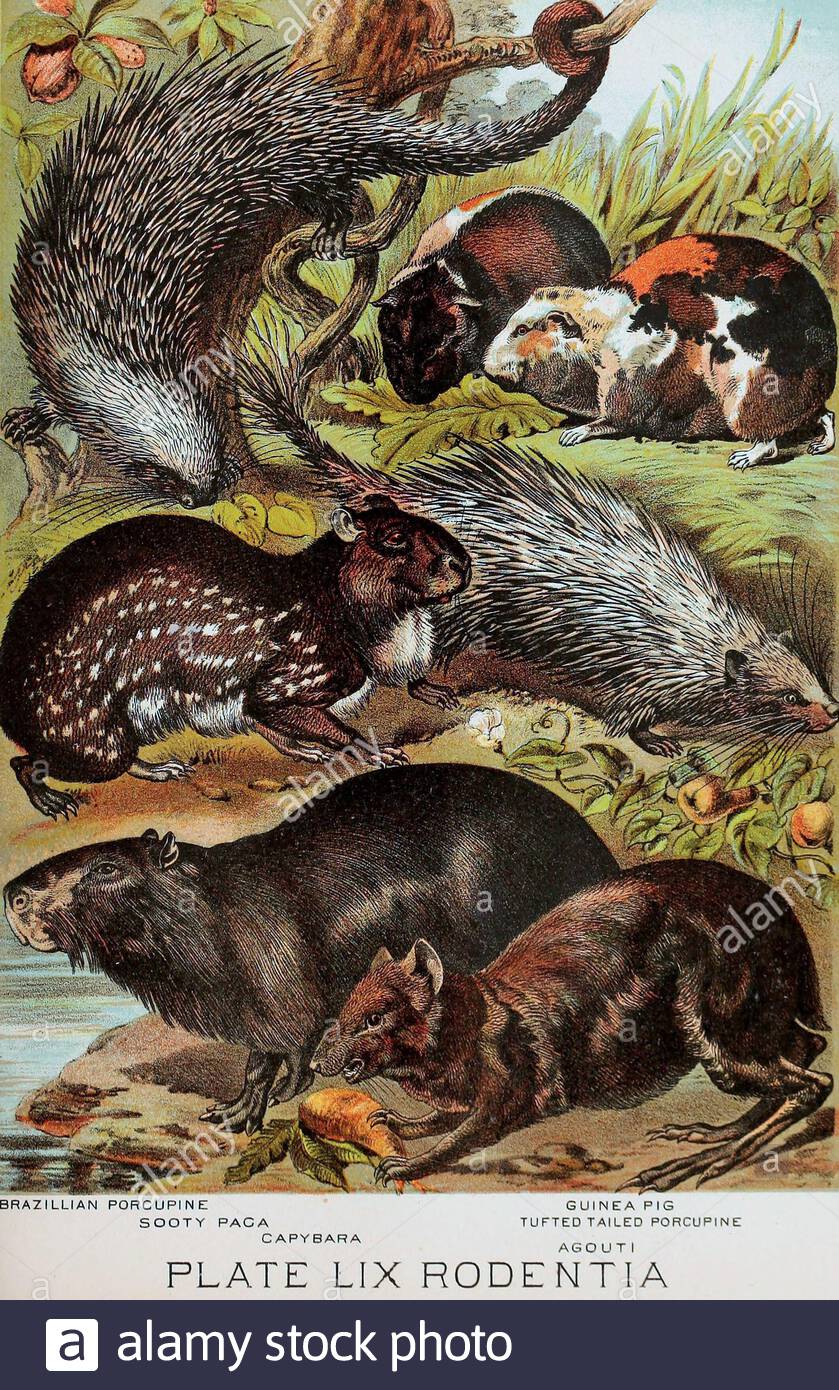 Brasilianische Stachelschweine, Rußige Paga, Capybara, Guinea-Schwein, getuftete Stachelschweine, Agouti, klassische Farblithographen-Illustration aus dem Jahr 1880 Stockfoto