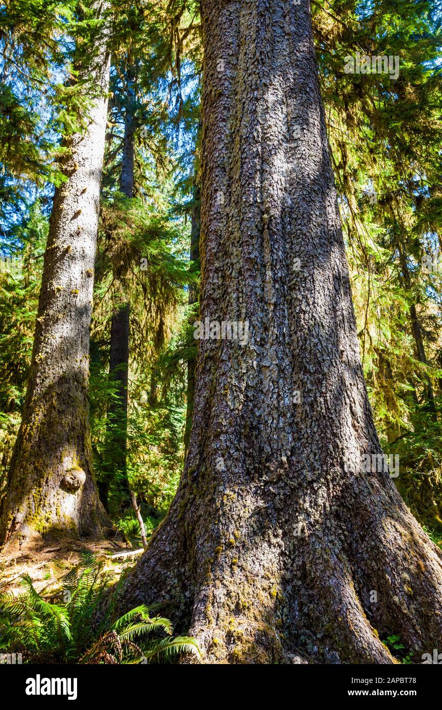 Ein Sitka Spruce Tree Trunk steigt aus dem Waldboden, Hoh Regenwald, Olympic National Park, Washington State, USA. Stockfoto