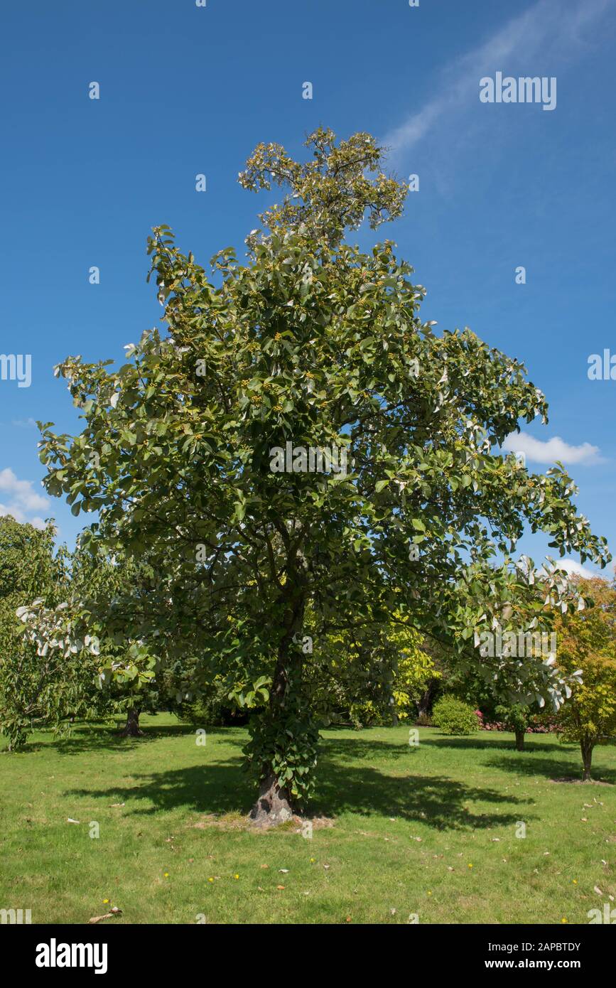 Spätsommer-Laub und grüne Beeren eines tibetischen Whitebeam Tree (Sorbus thibetica) mit Hellblauem Himmelshintergrund in einem Garten in Wakehurst Stockfoto