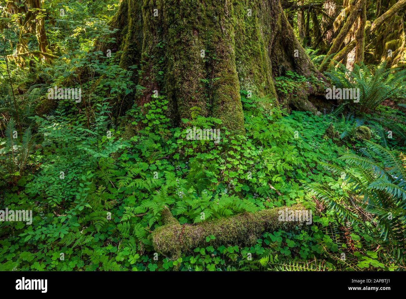 Einen schönen alten Baum in Moos und Oxalis bedeckt, Hoh Regenwald, Olympic National Park, Washington, USA. Stockfoto